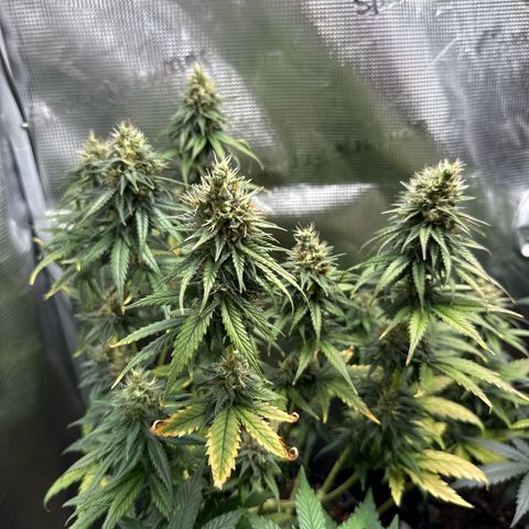 Special Kush #1 growlog timeline photo