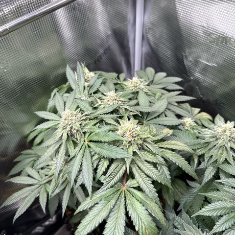 Rainbow Melon growlog timeline photo