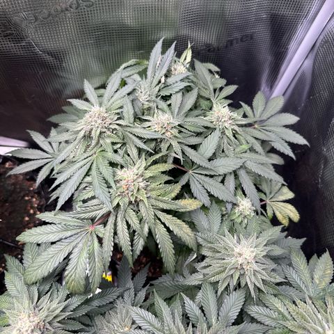 Rainbow Melon growlog timeline photo