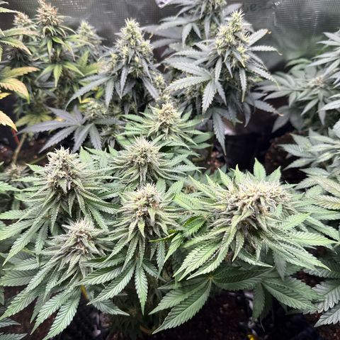 Gorilla Melon growlog timeline photo