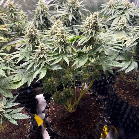 Gorilla Melon growlog timeline photo