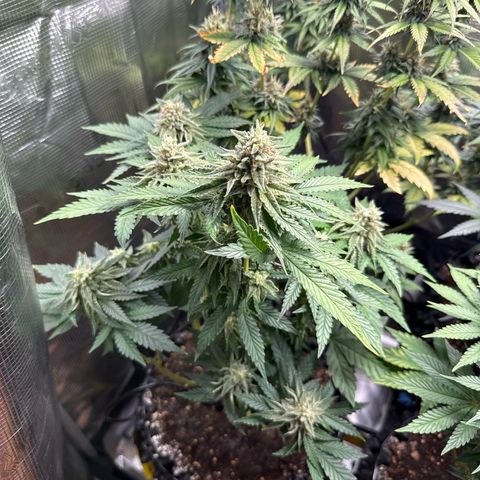 Lemonpaya growlog timeline photo