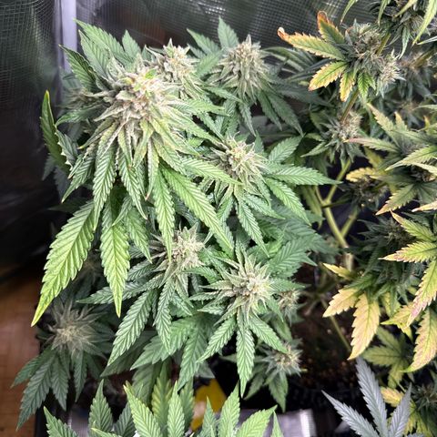 Lemonpaya growlog timeline photo