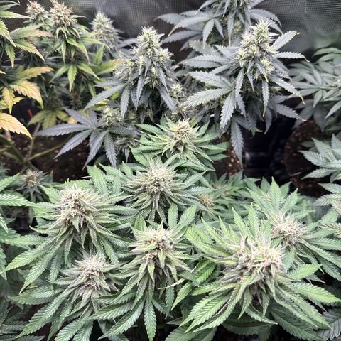 Gorilla Melon growlog timeline photo