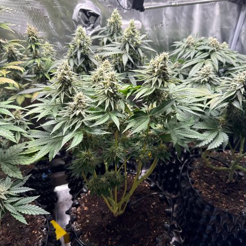 Gorilla Melon growlog timeline photo