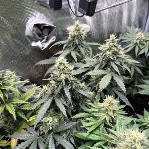 Fat Banana growlog timeline photo
