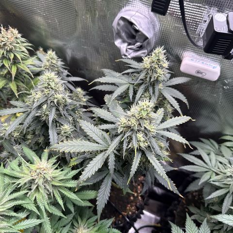 Fat Banana growlog timeline photo