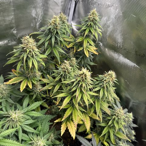 Special Kush #1 growlog timeline photo