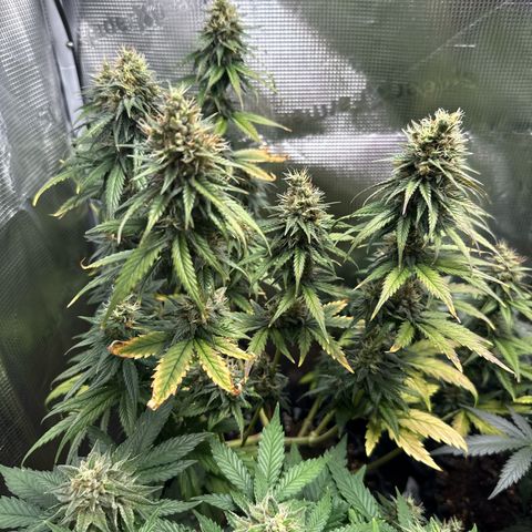 Special Kush #1 growlog timeline photo