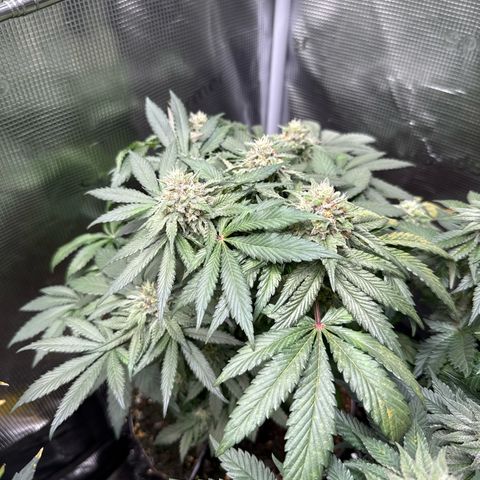 Rainbow Melon growlog timeline photo