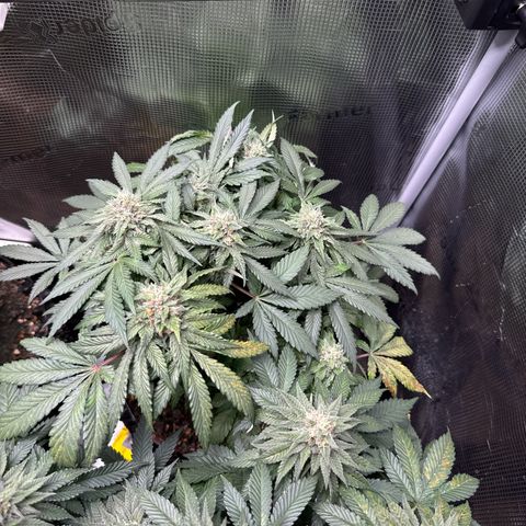 Rainbow Melon growlog timeline photo