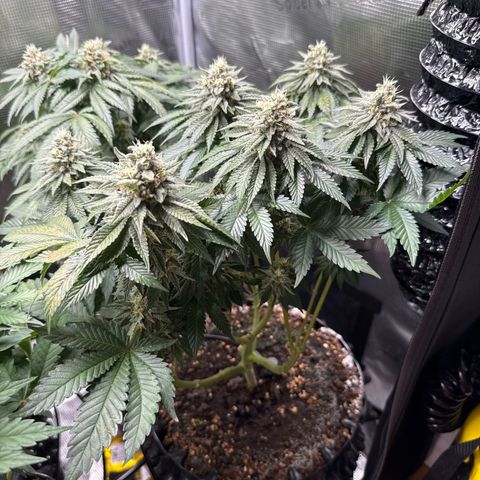 Gorilla Melon growlog timeline photo