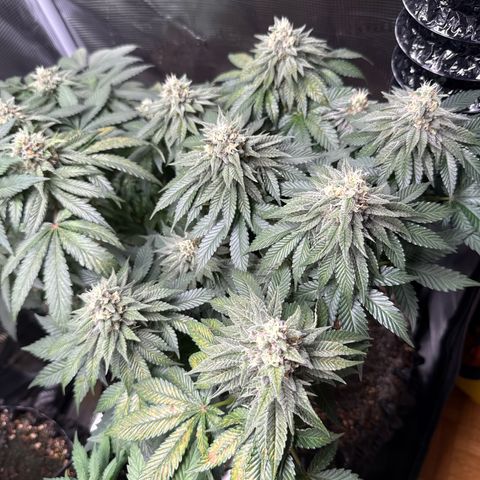 Gorilla Melon growlog timeline photo