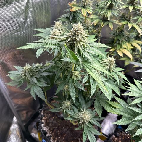 Lemonpaya growlog timeline photo
