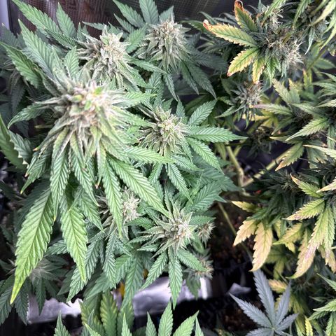 Lemonpaya growlog timeline photo