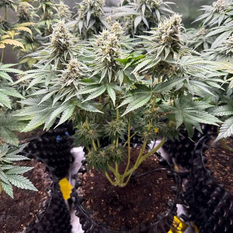 Gorilla Melon growlog timeline photo