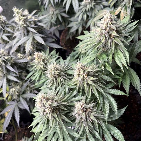 Gorilla Melon growlog timeline photo