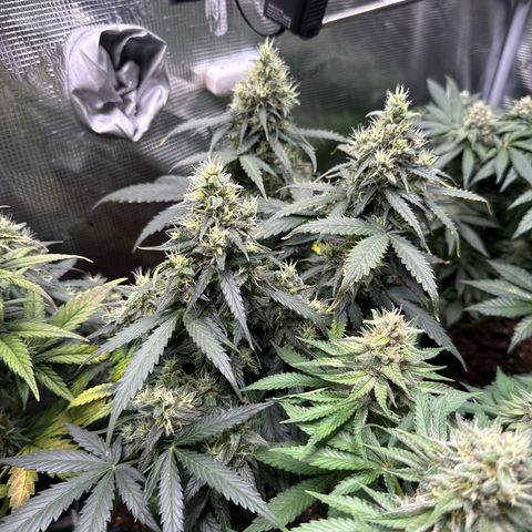 Fat Banana growlog timeline photo