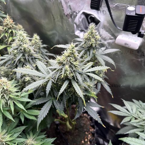 Fat Banana growlog timeline photo