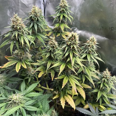 Special Kush #1 growlog timeline photo