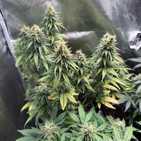 Special Kush #1 growlog timeline photo