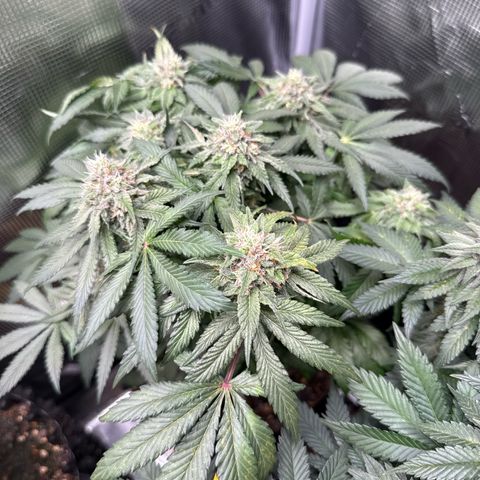 Rainbow Melon growlog timeline photo