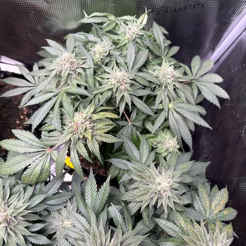 Rainbow Melon growlog timeline photo