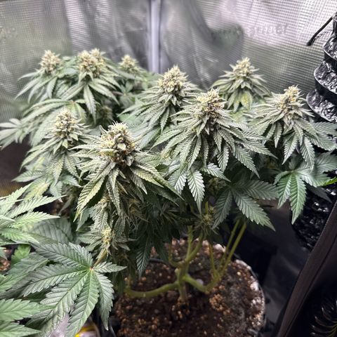 Gorilla Melon growlog timeline photo
