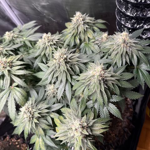 Gorilla Melon growlog timeline photo