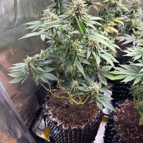 Lemonpaya growlog timeline photo