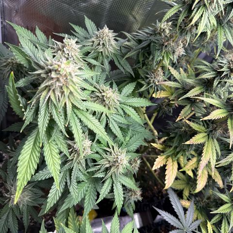 Lemonpaya growlog timeline photo