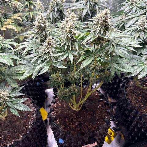 Gorilla Melon growlog timeline photo