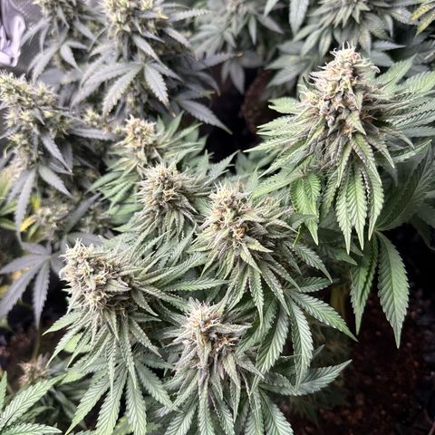 Gorilla Melon growlog timeline photo