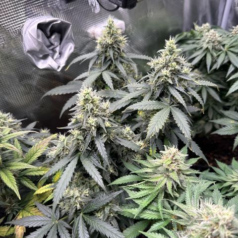 Fat Banana growlog timeline photo