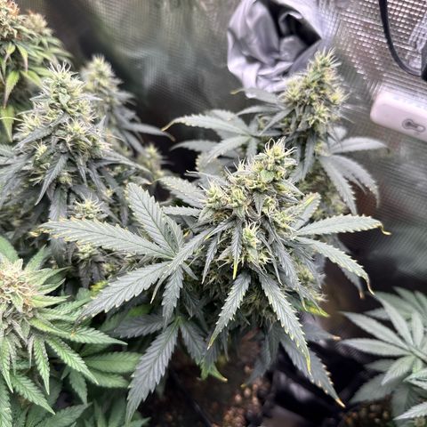 Fat Banana growlog timeline photo