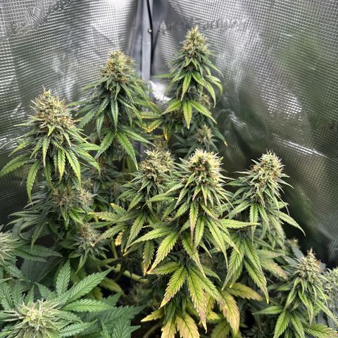Special Kush #1 growlog timeline photo