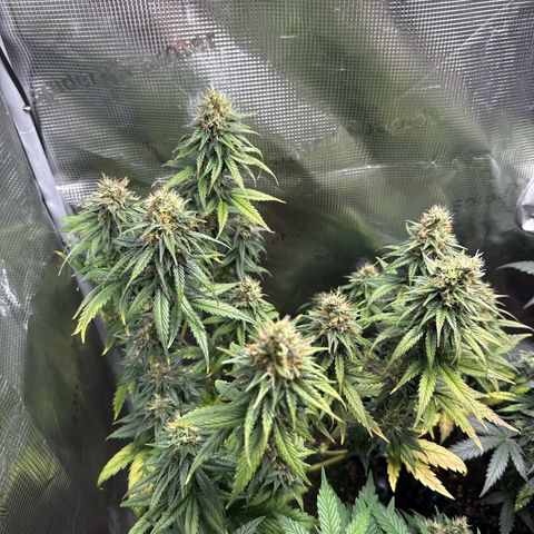 Special Kush #1 growlog timeline photo