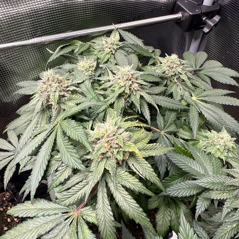 Rainbow Melon growlog timeline photo