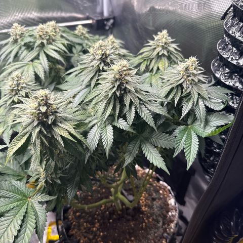 Gorilla Melon growlog timeline photo