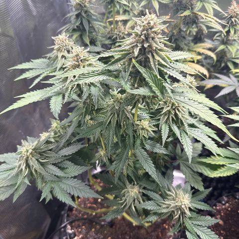 Lemonpaya growlog timeline photo
