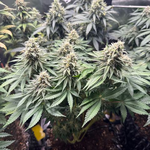 Gorilla Melon growlog timeline photo