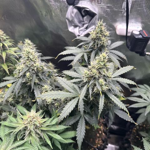 Fat Banana growlog timeline photo