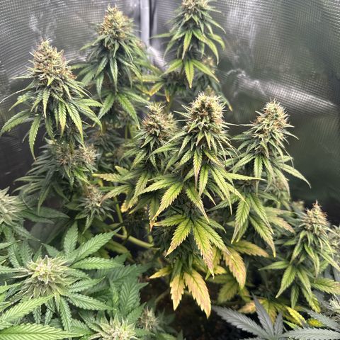 Special Kush #1 growlog timeline photo