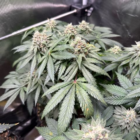 Rainbow Melon growlog timeline photo