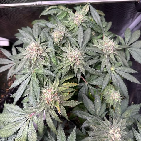 Rainbow Melon growlog timeline photo
