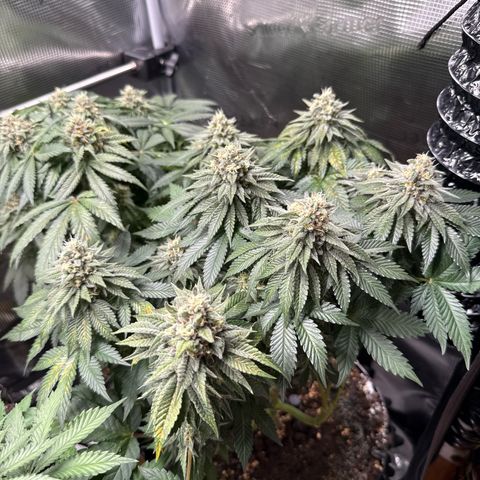 Gorilla Melon growlog timeline photo
