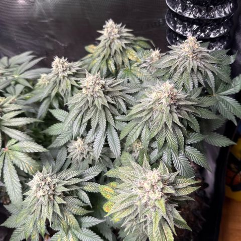 Gorilla Melon growlog timeline photo