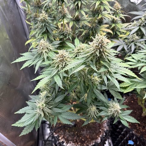 Lemonpaya growlog timeline photo