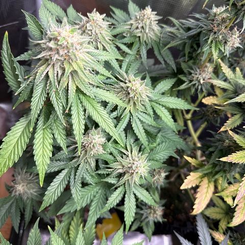 Lemonpaya growlog timeline photo