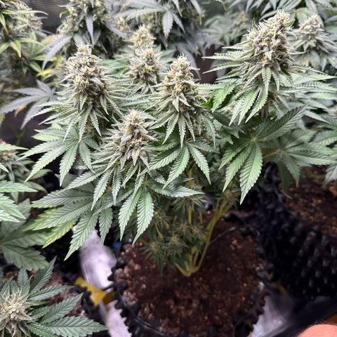 Gorilla Melon growlog timeline photo
